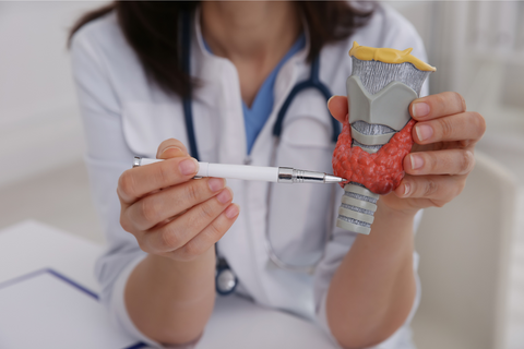 Doctor in white lab coat pointing to a model of the thyroid gland with a pen