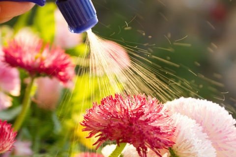 Spray bottle with liquid fertilizer spraying onto pink flowers