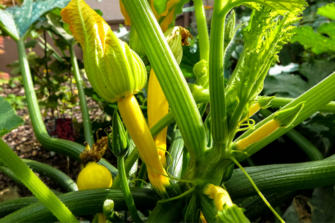 zucchini plant with flowers