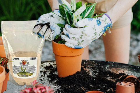 Person applying greenway biotech azomite powder volcanic ash to potted plant