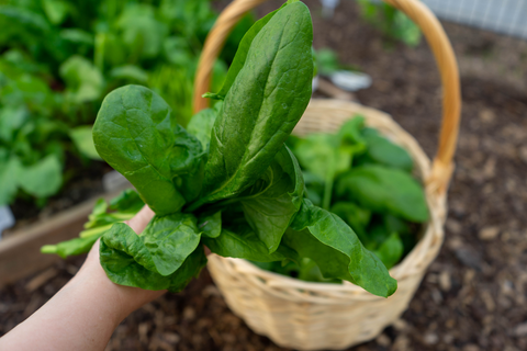 Homegrown lettuce in wicker basket
