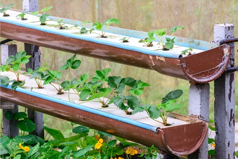 Strawberry plants growing out of hydroponic tank