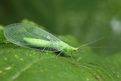 green lacewing on leaf in garden