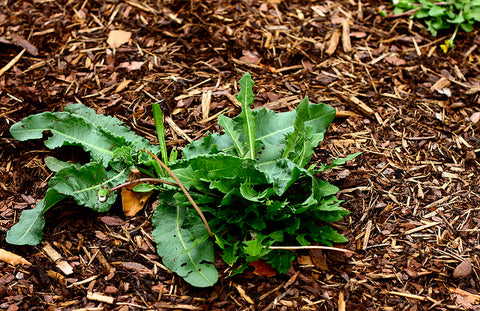 How to use mulch in the garden