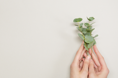 Hand holding eucalyptus leaves