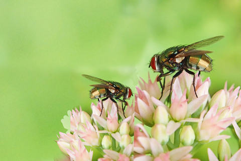 Flies on pink flowers