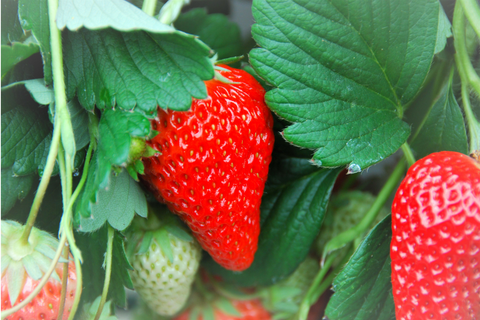 Red, giant hydroponic strawberry