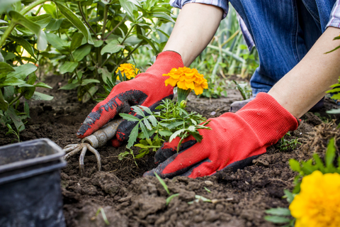 Person with red gardening gloves planting orange marigolds