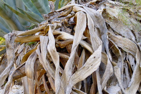 Brown Aloe Vera plant leaves from too much sun