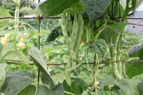 Green pole beans for companion plants for cilantro