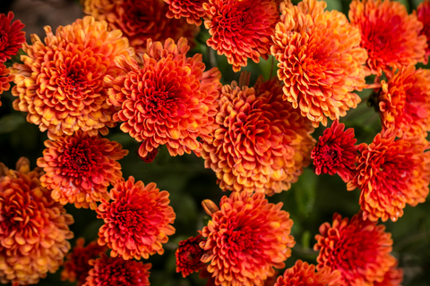 orange mums