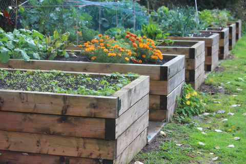 Raised garden beds in outdoor garden