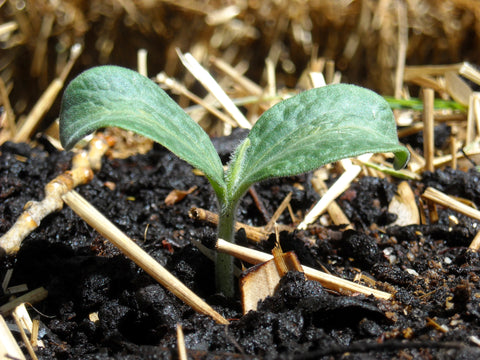 Benefits of straw bale gardening