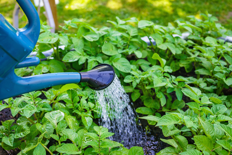 Blue watering can watering raised garden bed plants