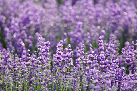 lavender field