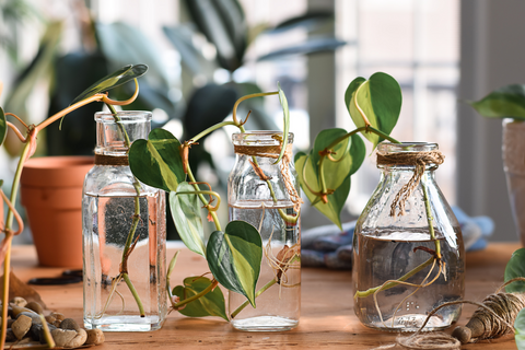 Cuttings in small vases