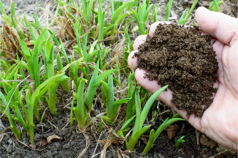 Person holding soil in hand on grassy field