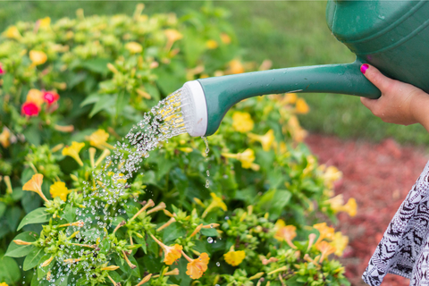 Person watering flowers with green watering can