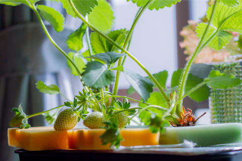 Hydroponic strawberries growing on a sponge without soil