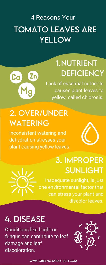 4 reasons why tomato leaves are turning yellow