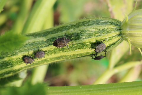 Insects on zucchini plants