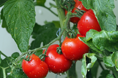 Red ripes tomatoes growing on a plant