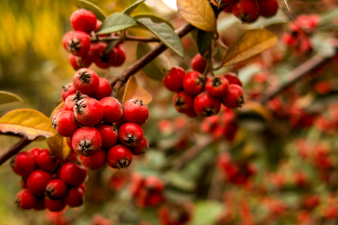 Red winter berries