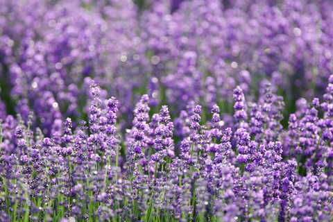 Purple lavender plant to repel flies