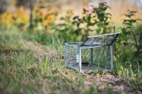 Metal traps for animals in garden