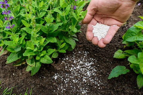 Person adding white granular fertilizer to garden soil by hand