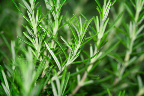 Rosemary plant to keep bugs in garden away