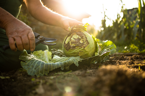 Person harvesting cabbage in garden