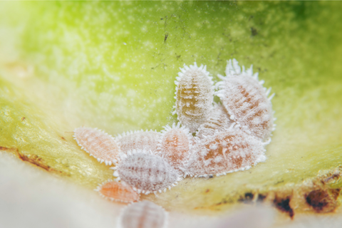 Mealy bugs on an Aloe Vera leaf