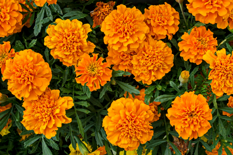 Orange marigold flowers to attract butterflies