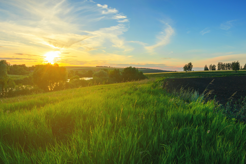 Sun rising over green grassy meadow