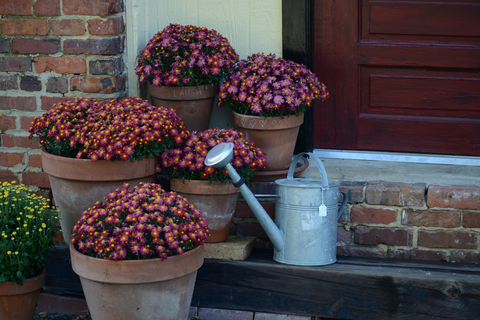 Mums in large pots with gray watering can