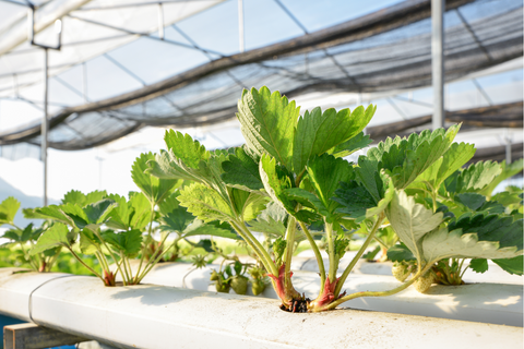 Strawberry leaves growing inside a hydroponic tube