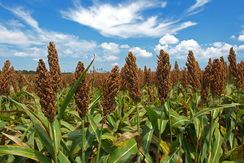 Sorghum in field