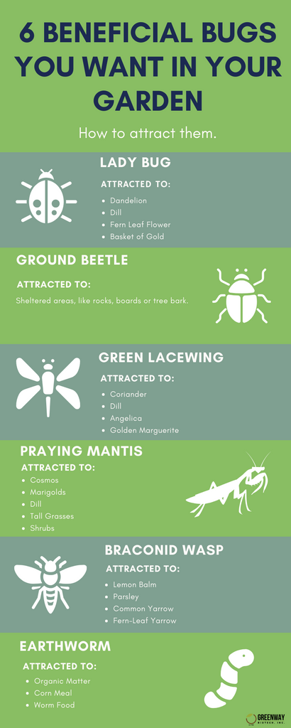 Beneficial Bugs to Help in Your Garden