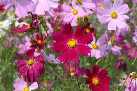 Dark pink and light pink cosmos flowers to attract butterflies