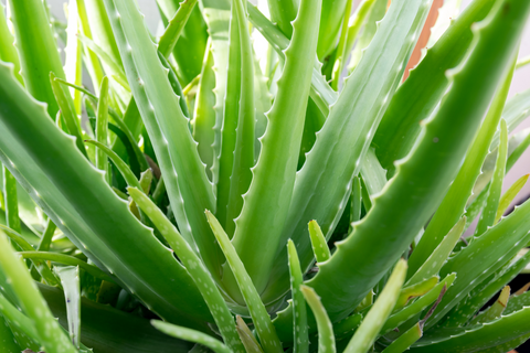 Green Aloe Vera plant leaves