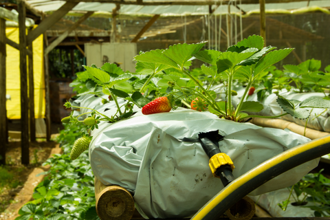 Nutrient Film Technique to Grow Hydroponic Strawberries