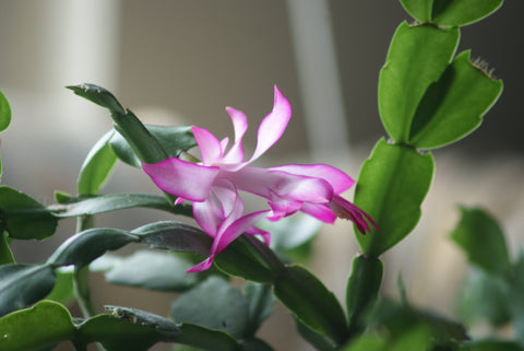 8 Things You Need to Know About the Christmas Cactus – Greenway Biotech ...