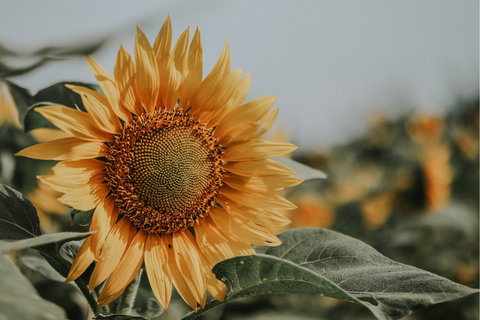 Large yellow sunflower to attract butterflies to garden