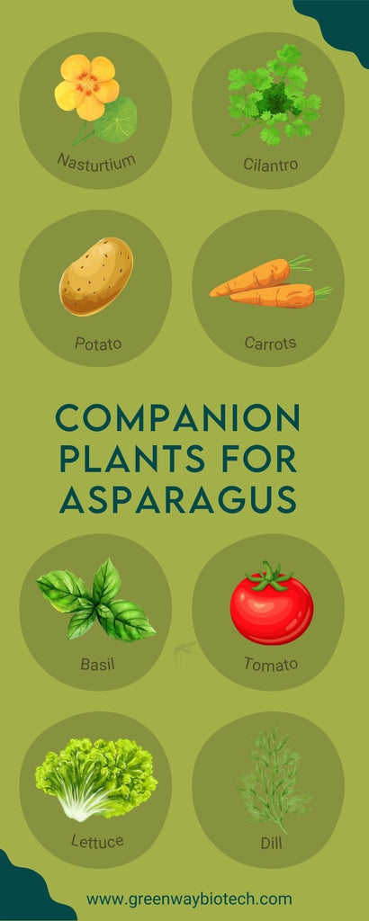 companion plants for asparagus