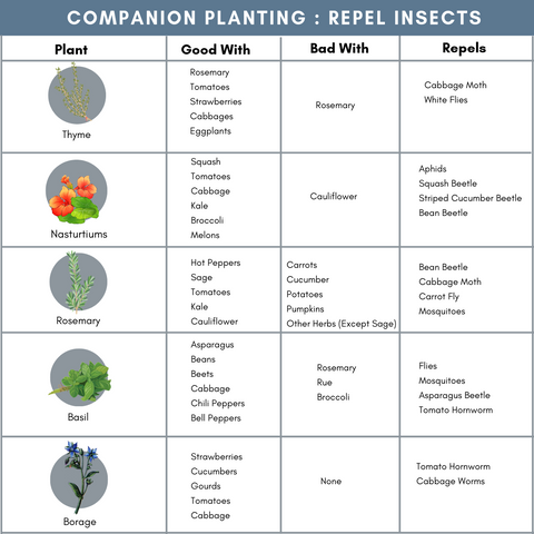 Companion Plants to Repel Insects