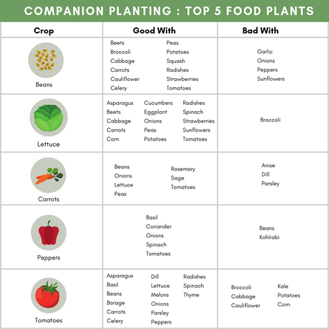 Companion Planting Chart