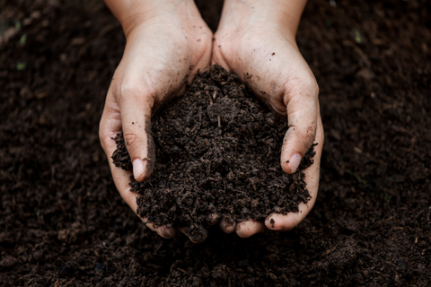 Hands holding soil