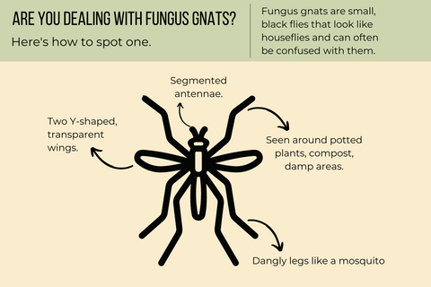 How to really, truly, finally get rid of fungus gnats for good: We asked  the pros, Lifestyle