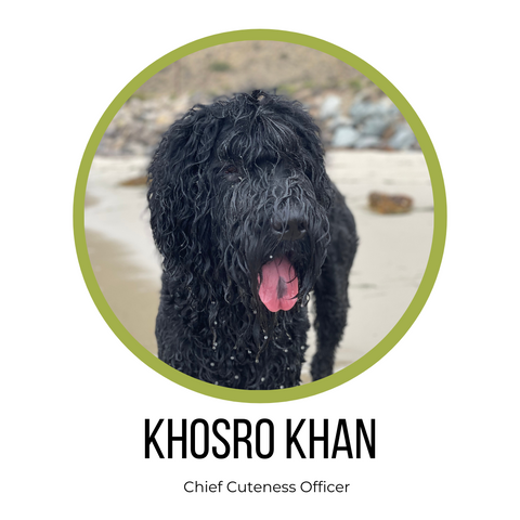 Khosro Khan black russian terrier at beach